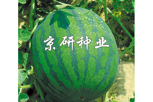 國(guó)蜜2號(hào)